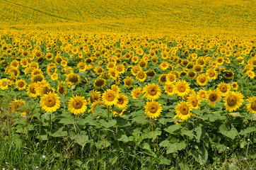 Beautiful landscape with sunflower field over cloudy blue sky