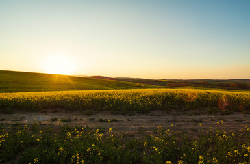 Wall Mural - sunset above the large yellow colza field