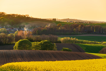 Wall Mural - sunset above the large yellow colza field