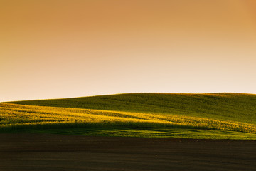 Wall Mural - sunset above the large yellow colza field