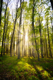 Fototapeta Las - Sun rays in the beautiful green forest.