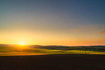 Wall Mural - sunset above the large yellow colza field