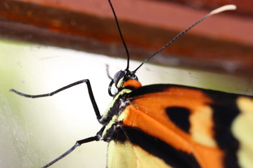 butterfly macro II