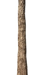 Poster - Tree trunk Isolated On White Background