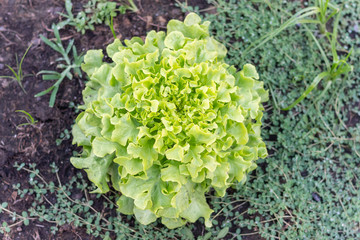 close up of fresh green oak lettuce on the ground