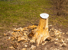 A Fallen Tree, A Stump, A Remnant Of A Tree, A Felled Tree. Spring In The City Has Already Come.