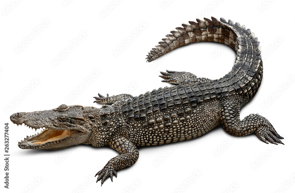 Wildlife crocodile isolated on white background with clipping path - obrazy, fototapety, plakaty 