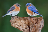 Fototapeta Zwierzęta - A Bluebird Pair