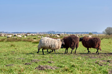 Sheep in the field, Groningen - Netherlands