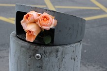 Scarlet Roses Thrown Into The Trash. Three Flowers Sticking Out Of The Urban Trash Can Against The Background Of Asphalt And Road Markings.