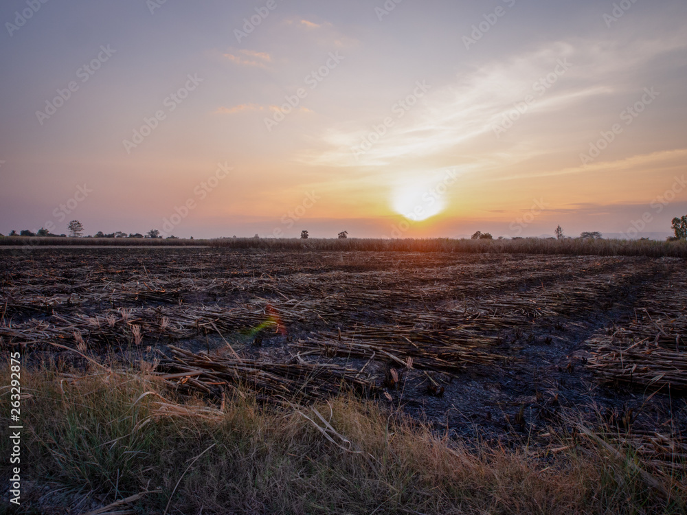 Sugarcane farmers are harvesting sugarcane in the harvest season. Stock ...