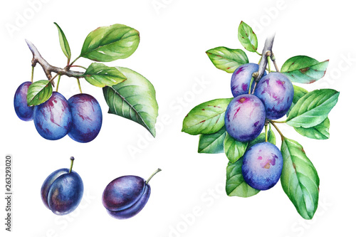Fotomural Collection of watercolor plum tree branches with green leaves and fruits