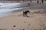 Fototapeta Kuchnia - Pies na plaży