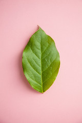 one green fresh leaf on a pink background