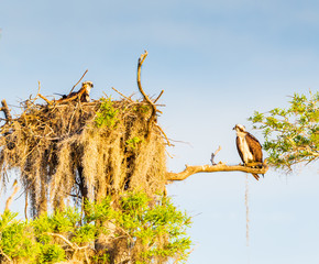 Two Osprey One in Nest other Perched on lower branch