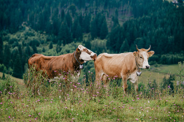 Wall Mural - Two funny spotted cows playing sex games on pasture in highland  in summer day. Cattle mating on field with beautiful landscape view at mountains and forest on background.  Animal mating habits.