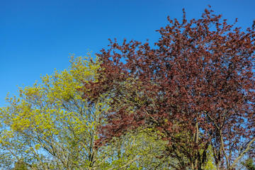 Wall Mural - trees in the park against blue sky