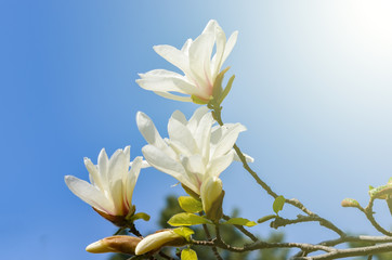 Close-up  of white Magnolia kobus   flower plant against clear blue sky during spring  . VIntage warm filter