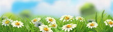 Spring Landscape. Green Grass And Chamomile. 3d Vector Horizontal Panorama