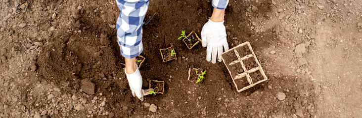 gardener make new seasonal tomato sowing in the greenhouse b