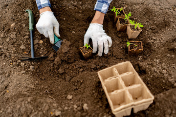 Wall Mural - top view of a gardender plant small sapling in the soil b