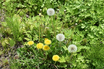 Wall Mural - Dandelion fluff