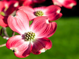 Fototapeta Storczyk - Pink dogwood flower blossoms in bright spring time sunshine 