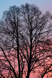 Fototapeta Na ścianę - Texture of leafless black tree branches against the sky colored in light blue, violet and red.