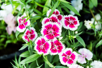 Wall Mural - Dianthus flower (Dianthus chinensis) blooming in garden