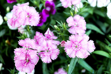 Wall Mural - Dianthus flower (Dianthus chinensis) blooming in garden