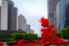 Close-up Beautiful Red Sage Flower On Blurred Business District And Overcast Sky Background With Copy Space