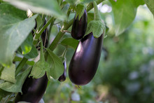 Growing Eggplants In A Greenhouse