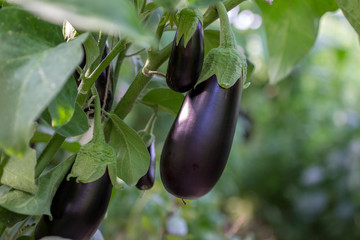 Growing eggplants in a greenhouse