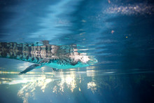 Underwater View Of A Young Crocodile. Scuba Diving With A Crocodile.