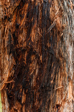 Red & Black String Bark Tree Exposing Rough Edges.