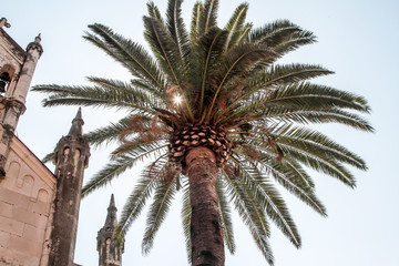 palm tree with blue sky in background