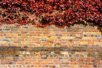 red leaves growing on old brick wall