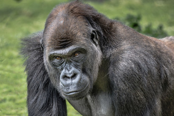 Poster - A very close up portrait of a male silverback gorilla showing head and shoulders and staring forward with menacing eyes