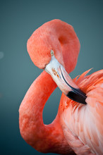 Pink Flamingo Preens Itself With Neck In Classic Curve And Striking Yellow Eye.