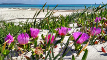 Closeup Of Carpobrotus Edulis (Hottentot-fig) Fuchsia Flowers On The White Sand Of Budoni Beach In Sardinia With The Blue Of The Flat Sea And The Sky In The Background