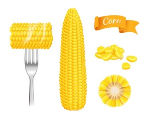 Poster - Corn realistic. Harvest fresh cut grains eating corn vector template. Illustration of realistic corn vegetable, vegetarian nutrition