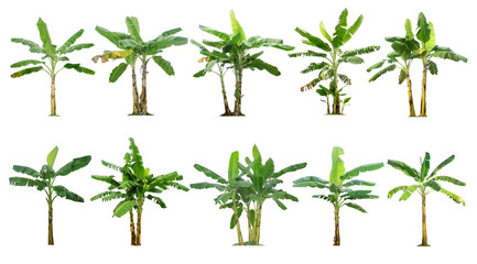 Wall Mural - Banana trees collection.Tree isolated on a white background