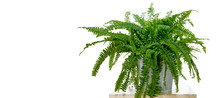 Studio Photo Shoot Of A Nephrolepis Exaltata "Boston Fern", On A White Background With Copy Space.