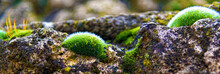 Green Moss On Stone. Long Format