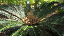 King Sago Palm Cycas Revoluta With Female Seeds Cone. Bermuda