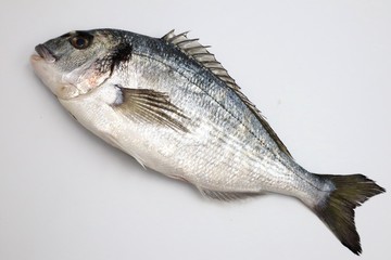 SEA BREAM Sparus Aurata, Fish of Bream family Sparidae