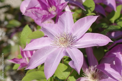 テッセンの花 ピンク色 Stock Photo Adobe Stock