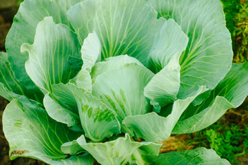 Cabbage background. Fresh cabbage from farm field. Vegetarian food concept. Organic cultivation. Home gardening. Vegetable farming