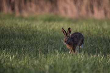 Wall Mural - Hare