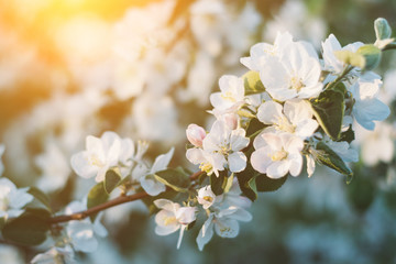 Spring time apple tree blossom background with sun. Beautiful nature scene with blooming apple tree and sun flare. Sunny spring wallpaper